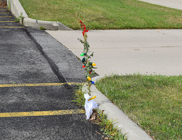 Napoleon Christmas in July weed
